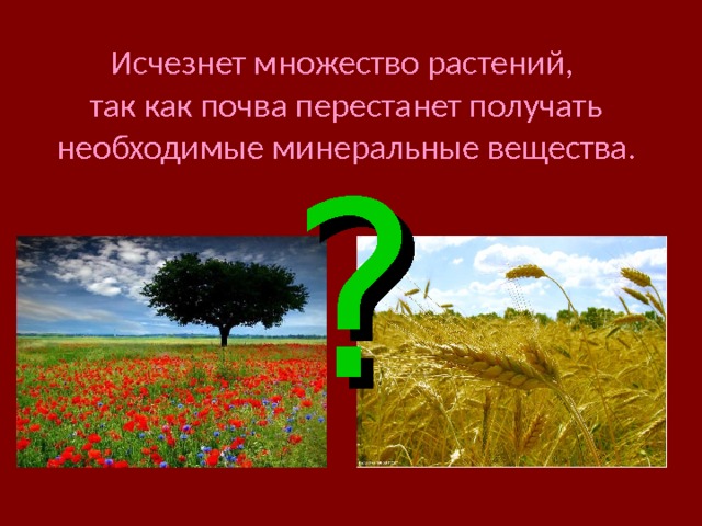 Исчезнет множество растений,  так как почва перестанет получать необходимые минеральные вещества. ? 