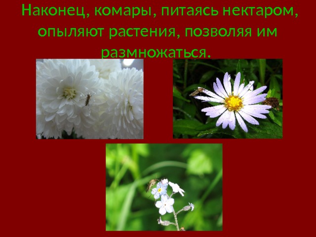  Наконец, комары, питаясь нектаром, опыляют растения, позволяя им размножаться.  