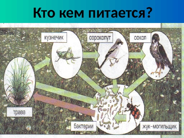 Кто кем питается? 