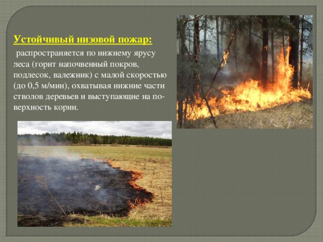 Устойчивый низовой пожар:  распространяется по нижнему ярусу леса (горит напочвенный покров, подлесок, валежник) с малой скоростью (до 0,5 м/мин), охватывая нижние части стволов деревьев и выступающие на по­верхность корни.    .  