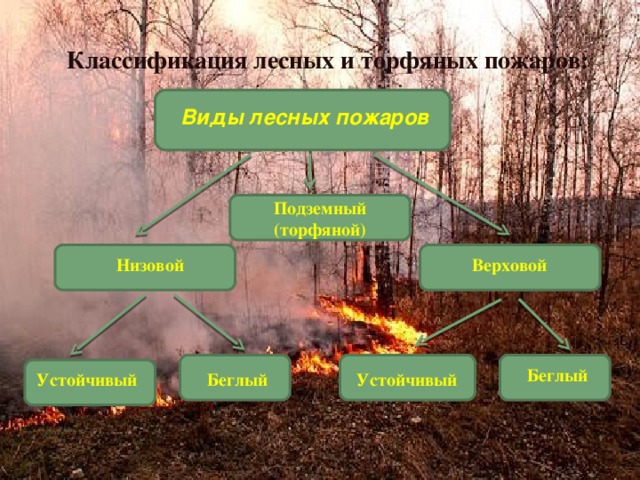 Классификация лесных и торфяных пожаров: Виды лесных пожаров Подземный (торфяной) Верховой Низовой Беглый Устойчивый Беглый Устойчивый 