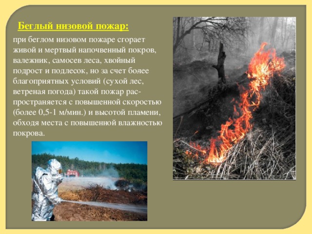 Беглый низовой пожар:  при беглом низовом пожаре сгорает живой и мертвый напочвенный покров, валежник, самосев леса, хвойный подрост и подлесок, но за счет бо­лее благоприятных условий (сухой лес, ветреная погода) такой пожар рас­пространяется с повышенной скоростью (более 0,5-1 м/мин.) и высотой пла­мени, обходя места с повышенной влажностью покрова.    