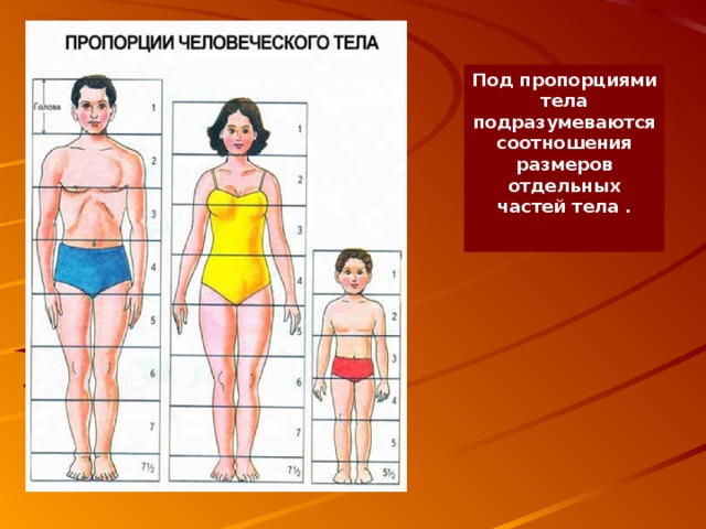 Под пропорциями тела подразумеваются соотношения размеров отдельных частей тела .  