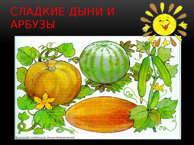 Сладкие дыни и арбузы 