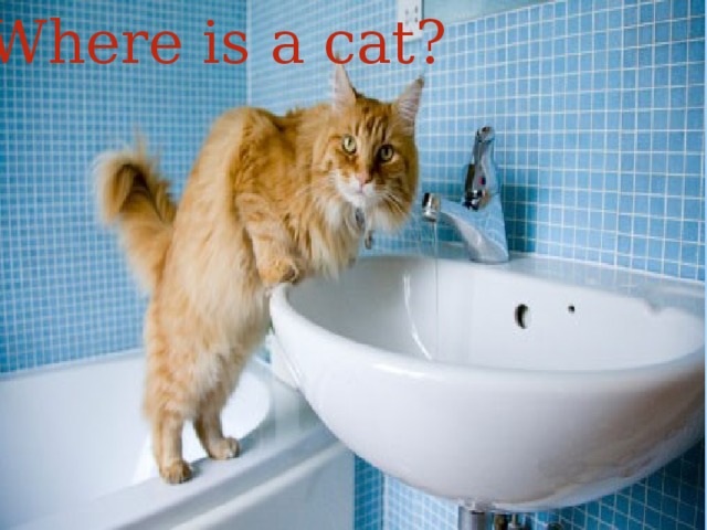Where is a cat? 