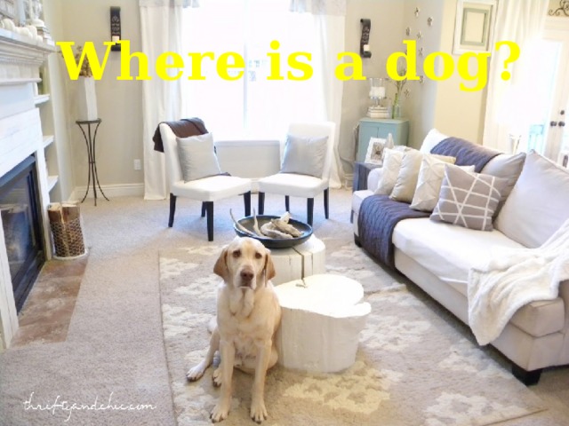 Where is a dog? 
