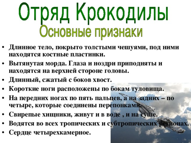 Длинное тело, покрыто толстыми чешуями, под ними находятся костные пластинки. Вытянутая морда. Глаза и ноздри приподняты и находятся на верхней стороне головы. Длинный, сжатый с боков хвост. Короткие ноги расположены по бокам туловища. На передних ногах по пять пальцев, а на задних – по четыре, которые соединены перепонками. Свирепые хищники, живут и в воде , и на суше. Водятся во всех тропических и субтропических регионах. Сердце четырехкамерное.  