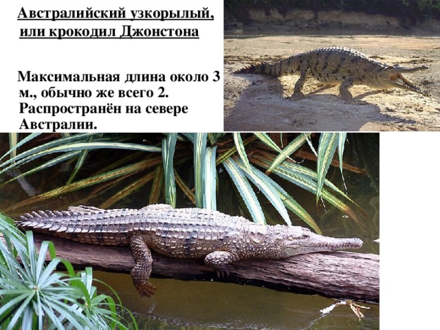  Австралийский узкорылый, или крокодил Джонстона  Максимальная длина около 3 м., обычно же всего 2. Распространён на севере Австралии.  