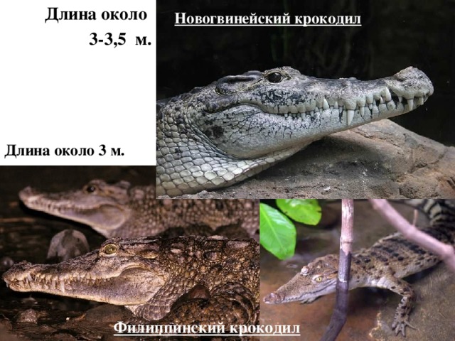 Длина около 3-3,5 м. Новогвинейский крокодил Длина около 3 м. Филиппинский крокодил 