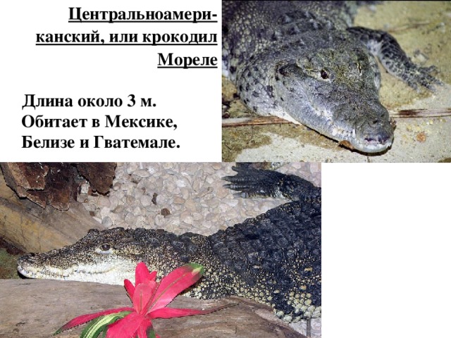 Центральноамери-канский, или крокодил Мореле  Длина около 3 м. Обитает в Мексике, Белизе и Гватемале. 