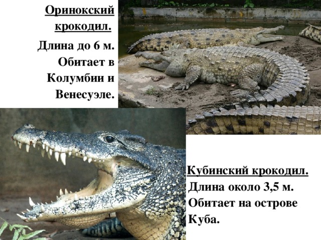 Крокодил презентация игра