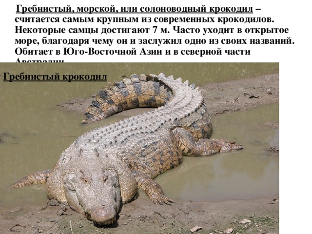  Гребнистый, морской, или солоноводный крокодил  – считается самым крупным из современных крокодилов. Некоторые самцы достигают 7 м. Часто уходит в открытое море, благодаря чему он и заслужил одно из своих названий. Обитает в Юго-Восточной Азии и в северной части Австралии.  Гребнистый крокодил 