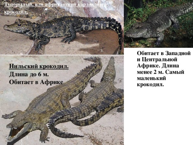 Тупорылый, или африканский карликовый крокодил.  Обитает в Западной и Центральной Африке. Длина менее 2 м. Самый маленький крокодил.   Нильский крокодил. Длина до 6 м. Обитает в Африке 