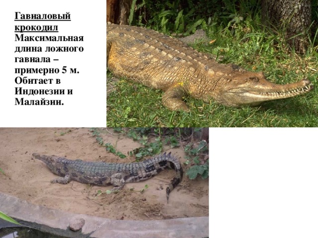  Гавиаловый крокодил Максимальная длина ложного гавиала – примерно 5 м. Обитает в Индонезии и Малайзии.   