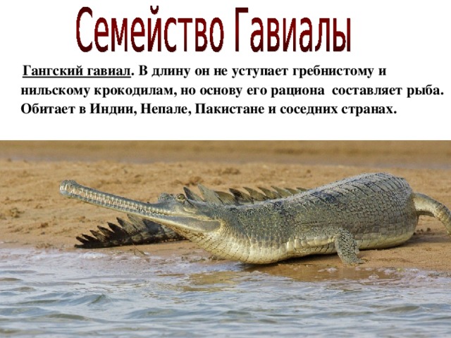  Гангский гавиал . В длину он не уступает гребнистому и нильскому крокодилам, но основу его рациона составляет рыба.  Обитает в Индии, Непале, Пакистане и соседних странах.  