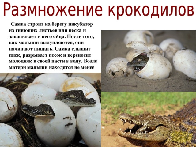  Самка строит на берегу инкубатор из гниющих листьев или песка и закапывает в него яйца. После того, как малыши вылупляются, они начинают пищать. Самка слышит писк, разрывает песок и переносит молодняк в своей пасти в воду. Возле матери малыши находятся не менее года.  