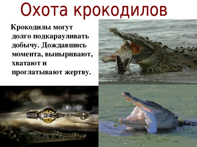 Крокодил презентация игра