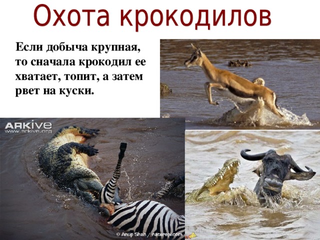  Если добыча крупная, то сначала крокодил ее хватает, топит, а затем рвет на куски. 