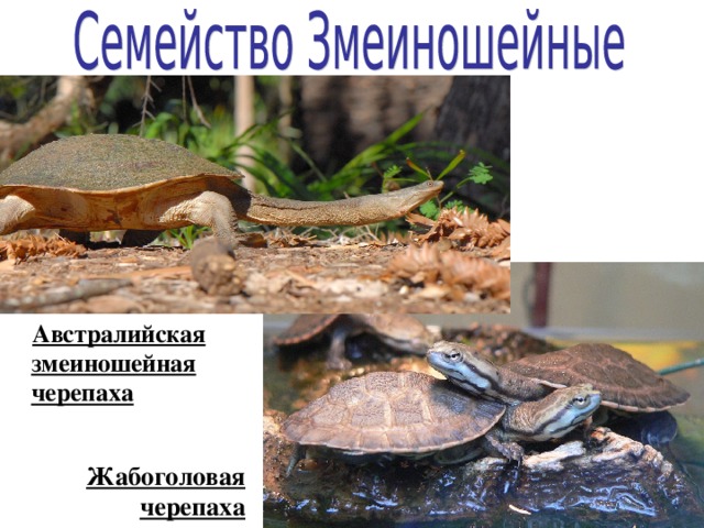  Австралийская змеиношейная черепаха Жабоголовая черепаха 