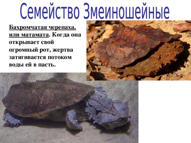  Бахромчатая черепаха, или матамата . Когда она открывает свой огромный рот, жертва затягивается потоком воды ей в пасть. 