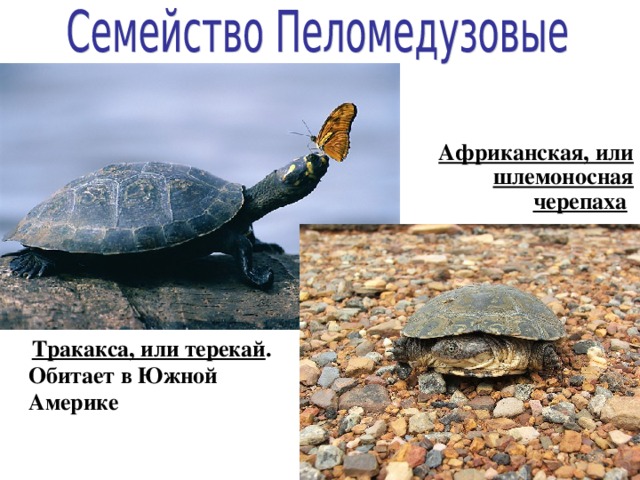 Африканская, или шлемоносная черепаха   Тракакса, или терекай . Обитает в Южной Америке 