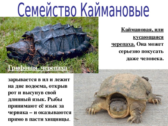 Дальневосточная черепаха презентация
