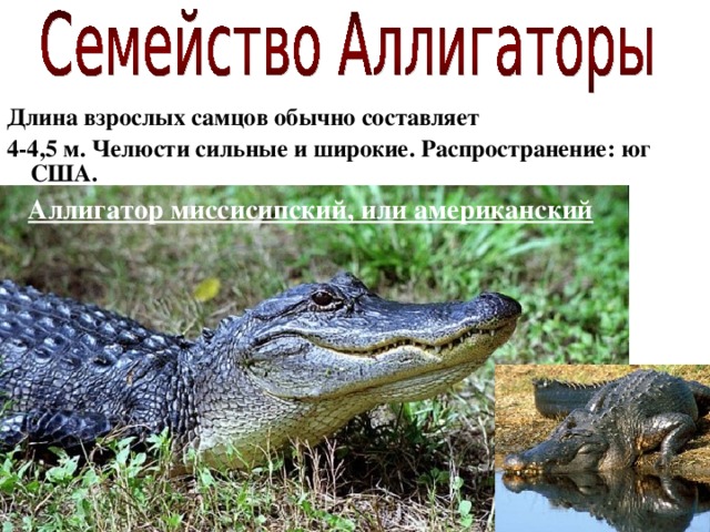 Длина взрослых самцов обычно составляет 4-4,5 м. Челюсти сильные и широкие. Распространение: юг США.   Аллигатор миссисипский, или американский 