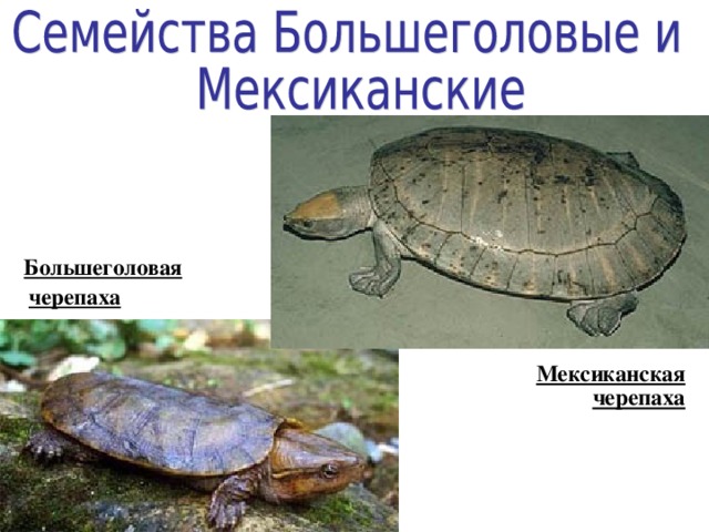  Большеголовая черепаха Мексиканская черепаха 