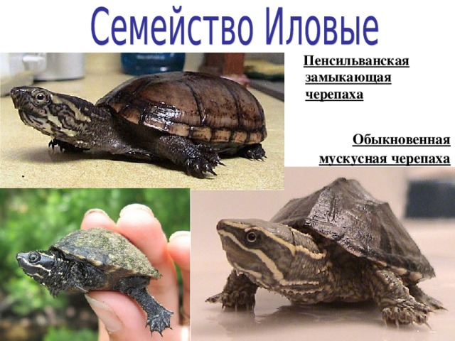  Пенсильванская замыкающая черепаха Обыкновенная мускусная черепаха 