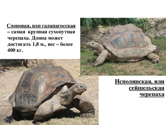  Слоновая, или галапагосская – самая крупная сухопутная черепаха. Длина может достигать 1,8 м., вес – более 400 кг.  Исполинская, или сейшельская черепаха 