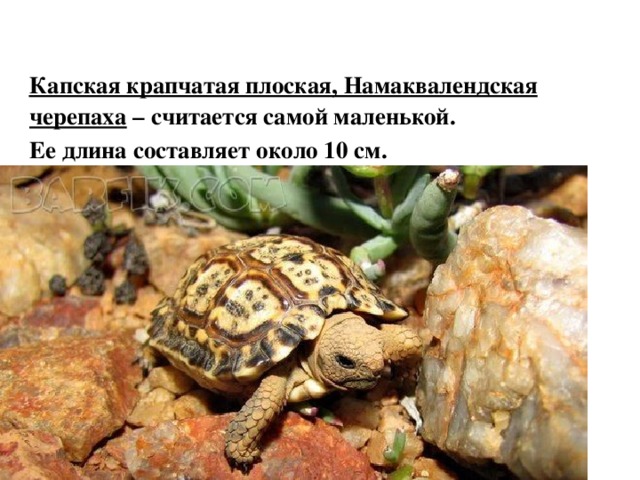  Капская крапчатая плоская, Намаквалендская черепаха – считается самой маленькой.  Ее длина составляет около 10 см.  