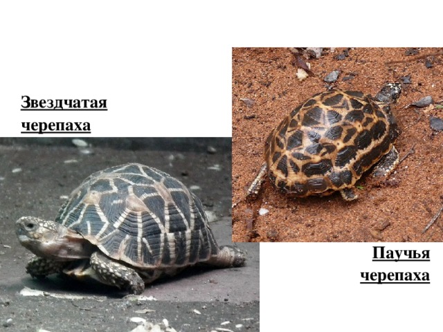  Звездчатая черепаха Паучья черепаха 