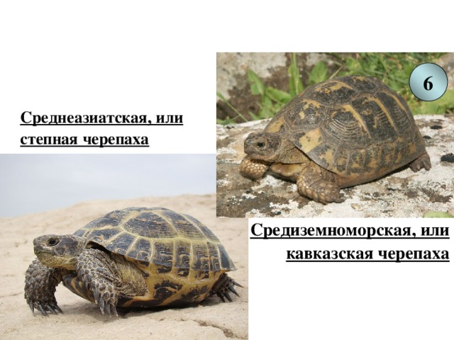 6  Среднеазиатская, или степная черепаха Средиземноморская, или кавказская черепаха 