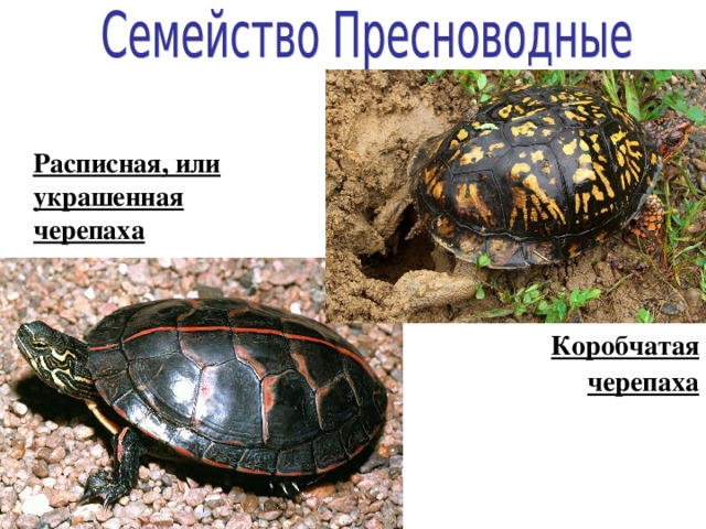  Расписная, или украшенная черепаха  Коробчатая черепаха 