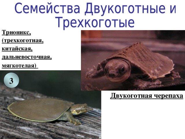 Трионикс, (трехкоготная, китайская, дальневосточная, мягкотелая)  3 Двукоготная черепаха 