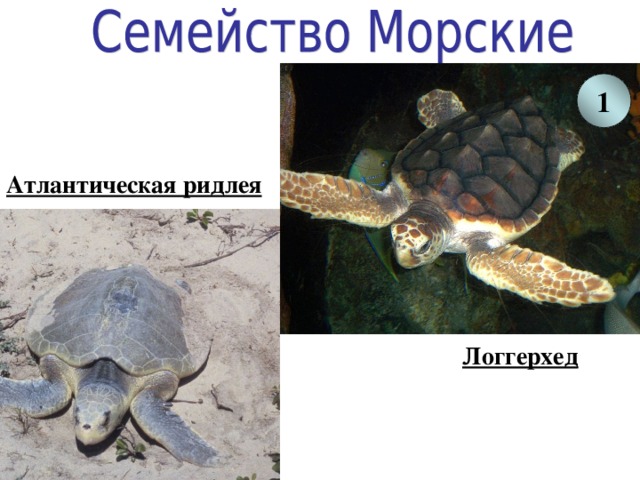 1 Атлантическая ридлея Логгерхед 
