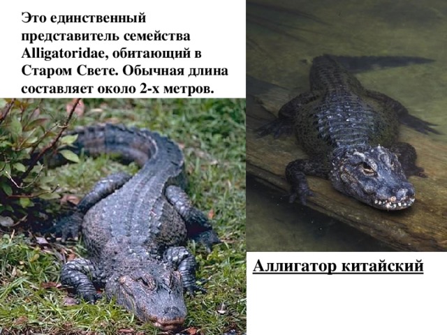  Это единственный представитель семейства Alligatoridae, обитающий в Старом Свете. Обычная длина составляет около 2-х метров.  Аллигатор китайский 