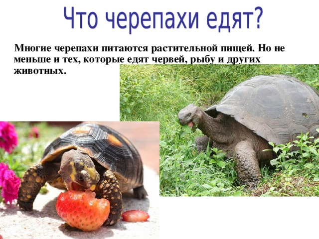 Проект про черепаху 1 класс