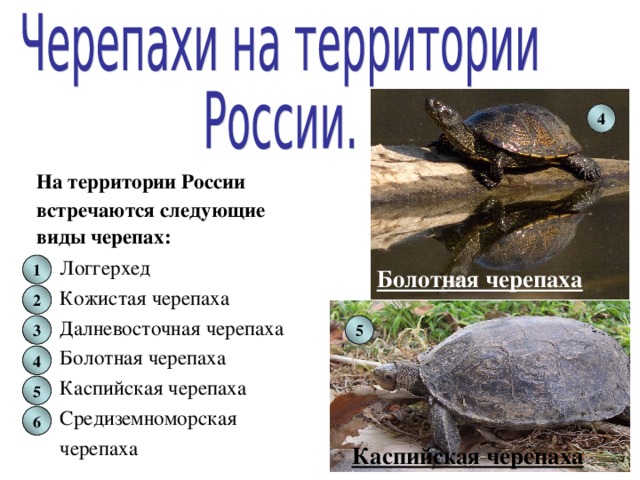 Презентация виды черепах