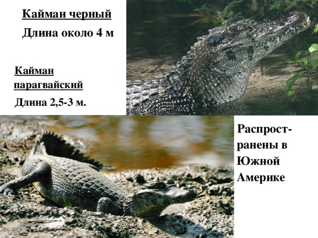 Кайман черный Длина около 4 м  Кайман парагвайский  Длина 2,5-3 м.   Распрост-ранены в Южной Америке 