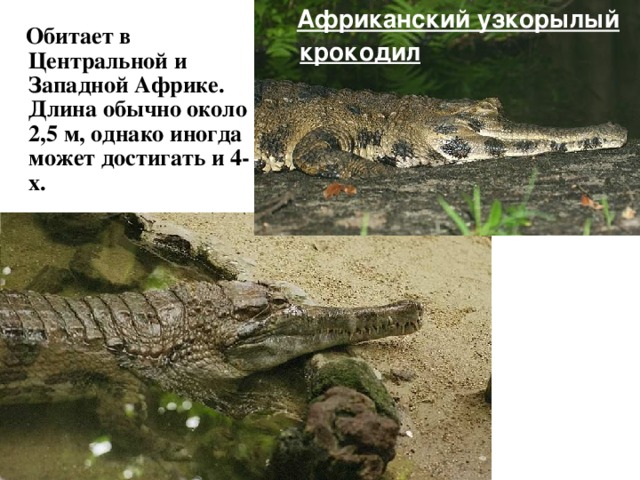  Африканский узкорылый крокодил  Обитает в Центральной и Западной Африке. Длина обычно около 2,5 м, однако иногда может достигать и 4-х. 