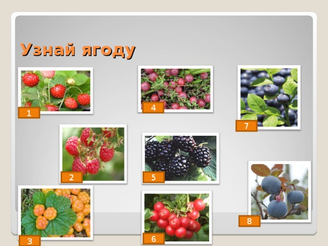Презентация ягоды старшая группа