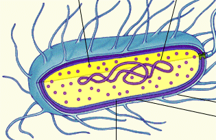Строение бактериальной клетки рисунок без подписей
