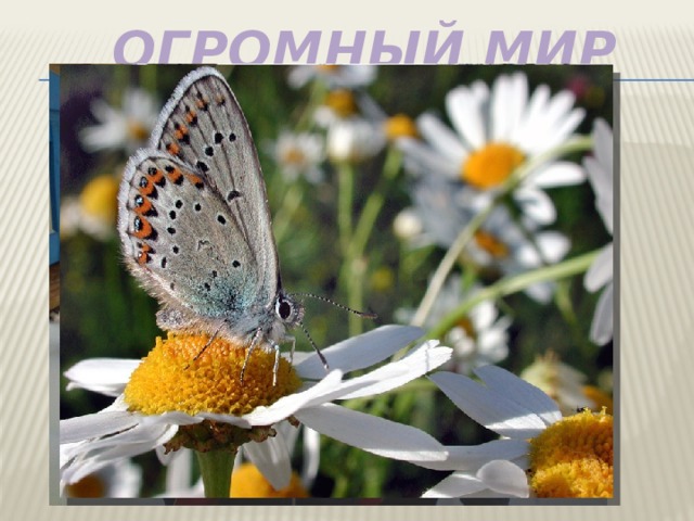 Огромный мир    