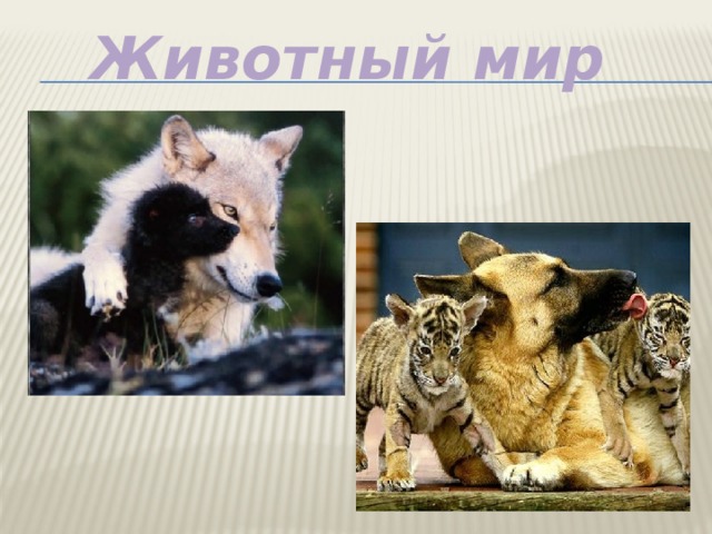 Животный мир 
