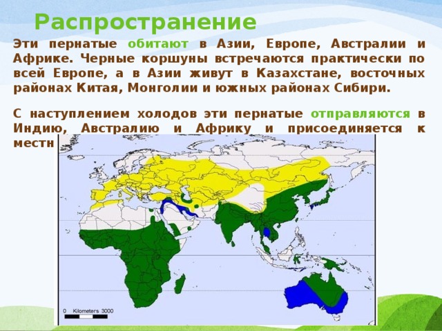 Распространение Эти пернатые обитают  в Азии, Европе, Австралии и Африке. Черные коршуны встречаются практически по всей Европе, а в Азии живут в Казахстане, восточных районах Китая, Монголии и южных районах Сибири. С наступлением холодов эти пернатые отправляются  в Индию, Австралию и Африку и присоединяется к местным черным коршунам. 
