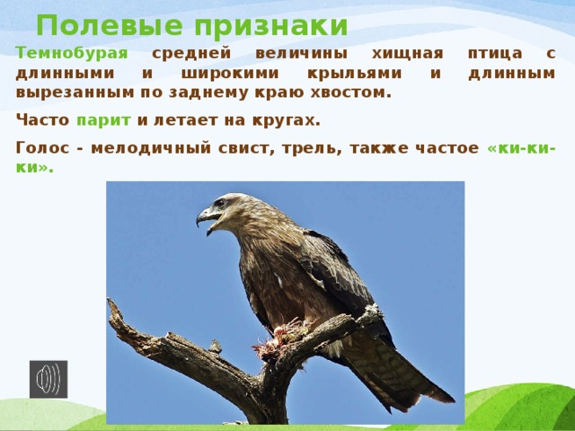 Полевые признаки Темнобурая  средней величины хищная птица с длинными и широкими крыльями и длинным вырезанным по заднему краю хвостом. Часто  парит  и летает на кругах. Голос - мелодичный свист, трель, также частое «ки-ки-ки». 