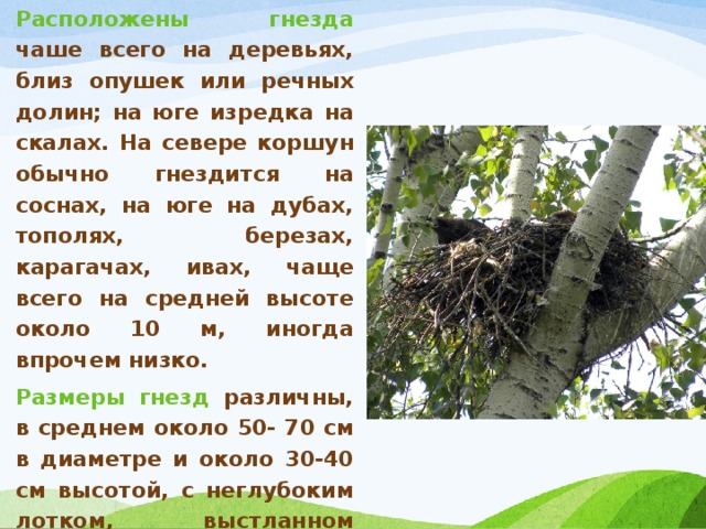 Расположены гнезда чаше всего на деревьях, близ опушек или речных долин; на юге изредка на скалах. На севере коршун обычно гнездится на соснах, на юге на дубах, тополях, березах, карагачах, ивах, чаще всего на средней высоте около 10 м, иногда впрочем низко. Размеры гнезд различны, в среднем около 50- 70 см в диаметре и около 30-40 см высотой, с неглубоким лотком, выстланном тряпками, шерстью, остатками пищи, навозом, кошмой, клочками бумаги, сухой травой и т. п. 
