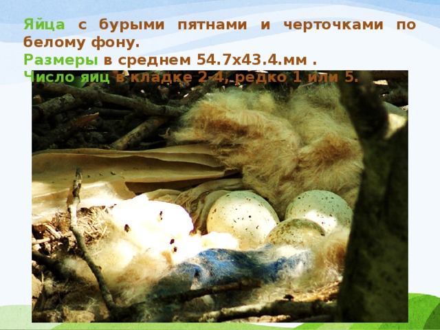 Яйца с бурыми пятнами и черточками по белому фону. Размеры в среднем 54.7х43.4.мм . Число яиц в кладке 2-4, редко 1 или 5. 
