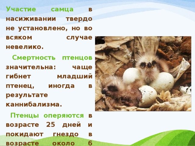 Участие самца в насиживании твердо не установлено, но во всяком случае невелико.  Смертность птенцов значительна: чаще гибнет младший птенец, иногда в результате каннибализма.  Птенцы оперяются в возрасте 25 дней и покидают гнездо в возрасте около 6 недель, держатся первые дни близ гнезда. Выводки держатся вместе до отлета, когда образуются стаи. 
